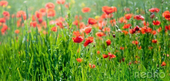 Canvas Natuurlijk veld met bloemen