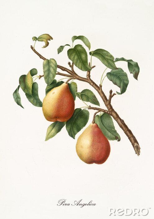 Canvas Natuurlijke geel-rode peren