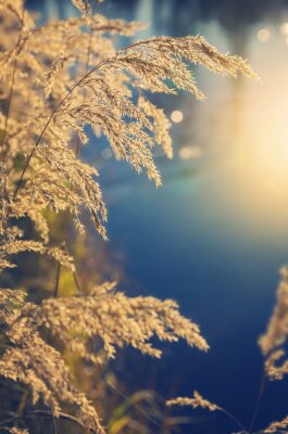 Natuurlijke grassen en zon