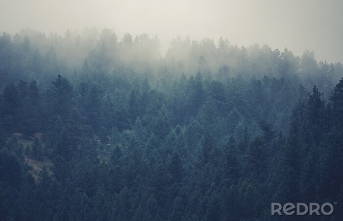 Canvas Nevelig bos in Colorado