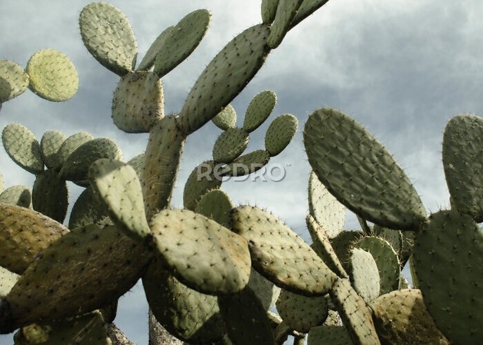 Canvas Nopal cactus tegen bewolkte hemel