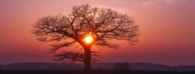 Canvas Oak tree silhuette with red sunset in the horizon, banner