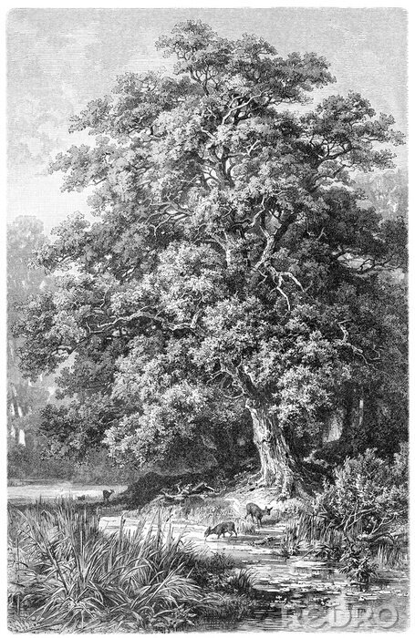 Canvas Oak / vintage illustration from Meyers Konversations-Lexikon 1897