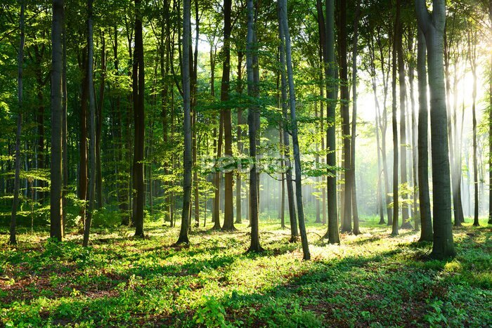Canvas Ochtend in het bos