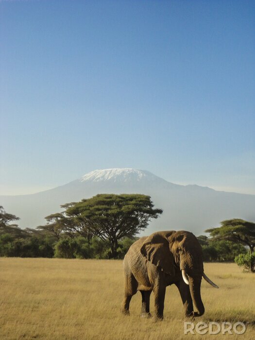Canvas Olifant en de berg Kilimanjaro
