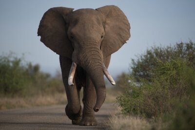 Olifant loopt op een weg