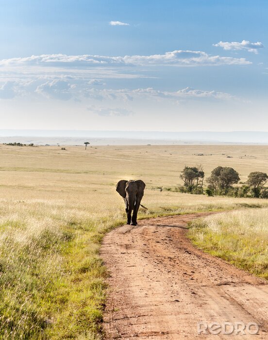 Canvas olifant lopen in de savanne