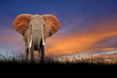 Fotobehang Olifant op achtergrond van zonsondergang