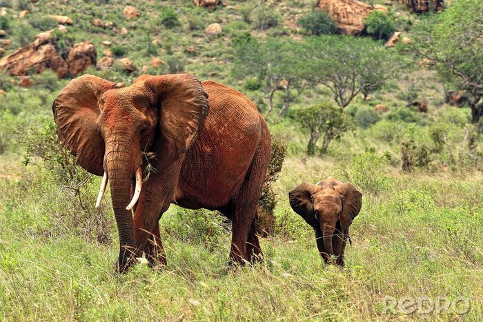 Canvas Olifanten Afrika en de natuur