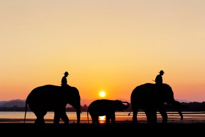 Canvas Olifanten bij zonsondergang op het strand