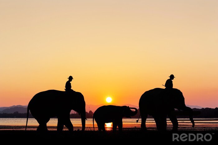 Canvas Olifanten bij zonsondergang op het strand