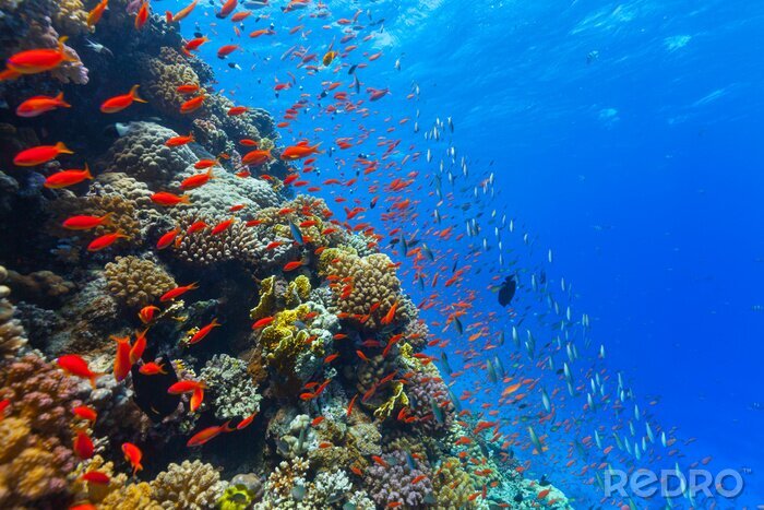 Canvas Onderwater koraalrif