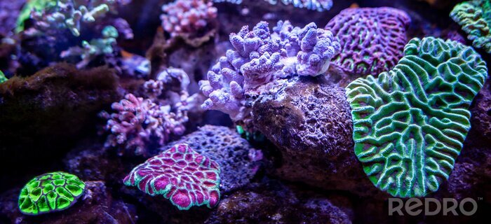 Canvas Onderwater koraalrif landschap achtergrond in de diepe lila oceaan