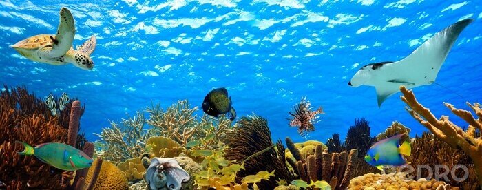 Canvas onderwater panorama van een tropische rif in de caribbean