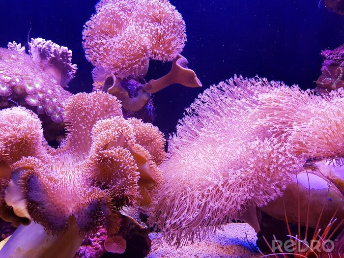 Canvas Onderwater zee: roze koraalrif achtergrond