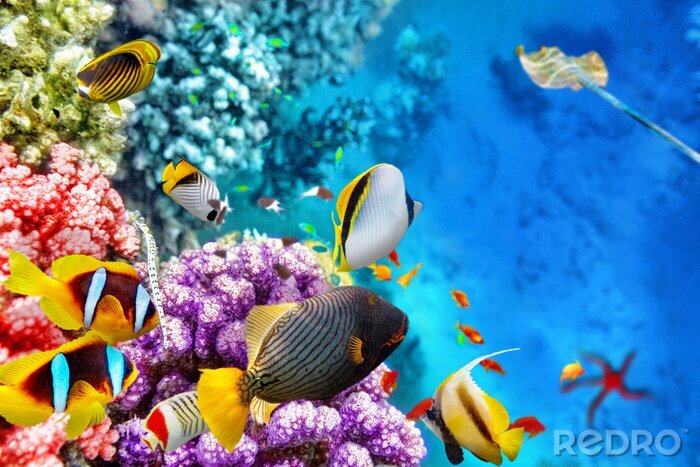 Canvas Onderwaterwereld met koralen en tropische vissen.