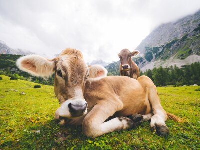 Canvas Oostenrijks landschap met koeien