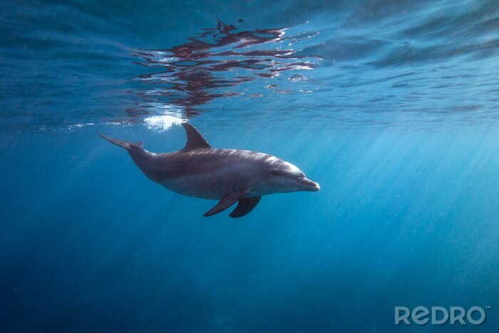 Canvas Oppervlakte dolfijn