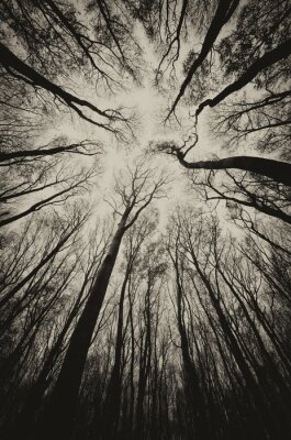 opwaartse weergave in een donkere spookachtige bos sepia