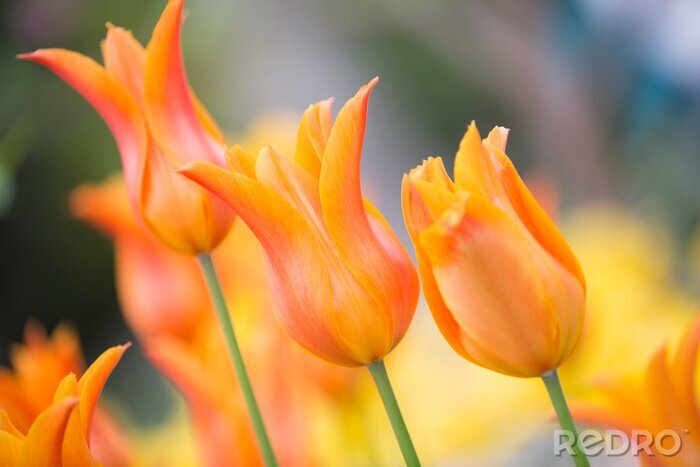 Canvas oranje bloemen