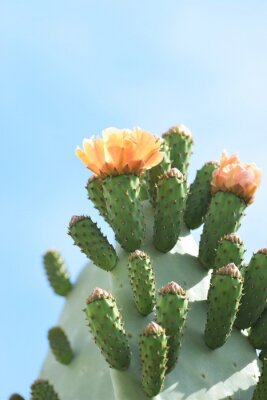 Canvas Oranje bloemen op groene cactus