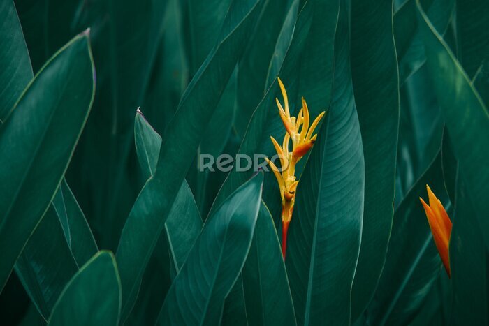 Canvas Oranje exotische bloemen tegen een achtergrond van donkergroene bladeren