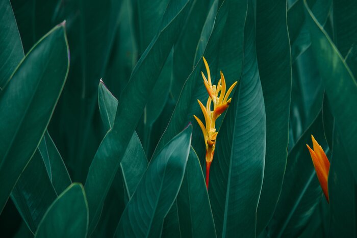 Canvas Oranje exotische bloemen tegen een achtergrond van donkergroene bladeren