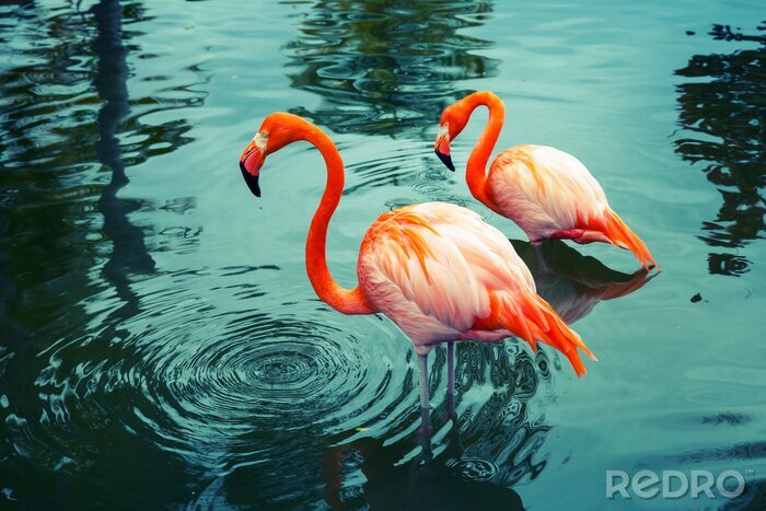 Canvas Oranje flamingo's in het meer