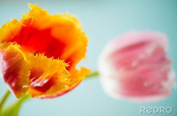 Canvas Oranje tulp op een lichte achtergrond