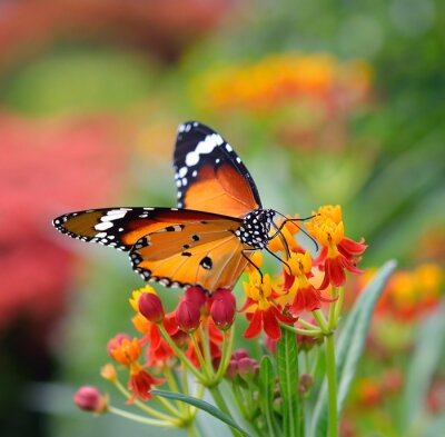 Oranje vlinder en bloemen