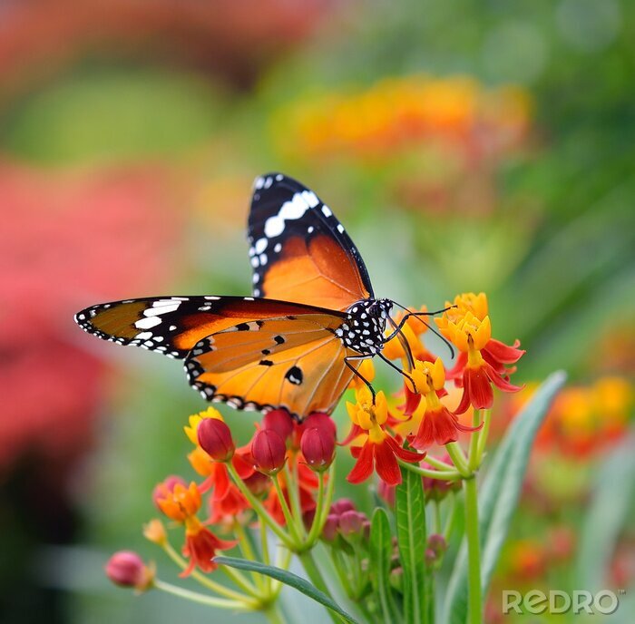 Canvas Oranje vlinder en bloemen