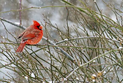 Oranje vogel in de winter