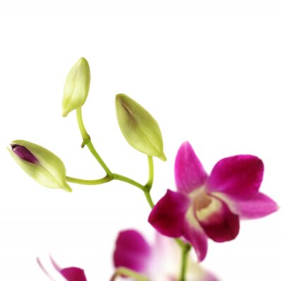 Canvas Orchidee