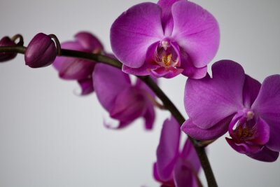 Canvas orchidee