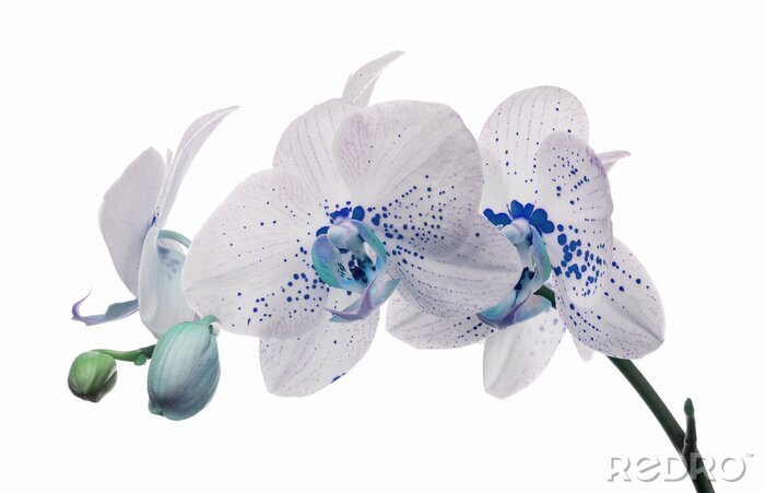 Canvas orchidee bloeit met grote en kleine blauwe vlekken