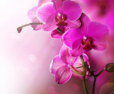 Orchidee Bloem grens ontwerp