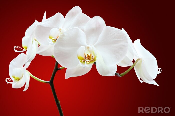Canvas Orchidee tegen rood