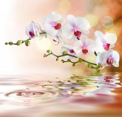 Orchideeën en planten bij het water
