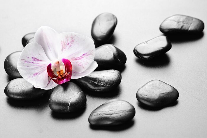 Canvas Orchideeënbloem en zenstenen