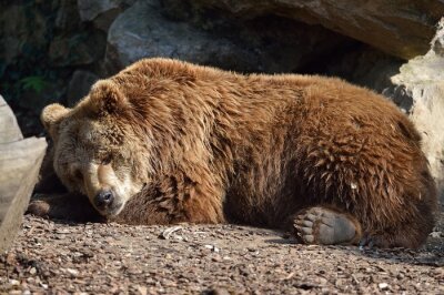Canvas orso bruno