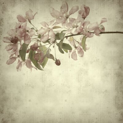 Canvas oud papier achtergrond met lentebloesems