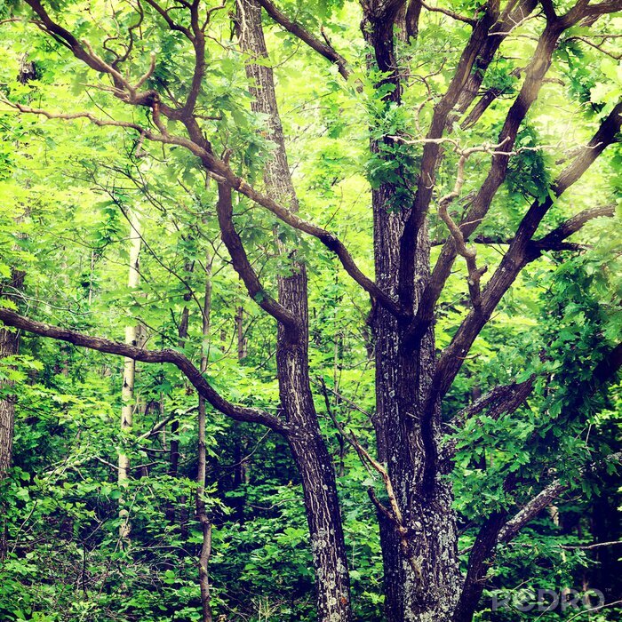 Canvas Oude boom tussen het groen
