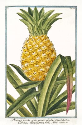Oude botanische illustratie van Ananas fructu ovato (Ananas vomosus). Door G. Bonelli op Hortus Romanus, publ. N. Martelli, Rome, 1772 - 93
