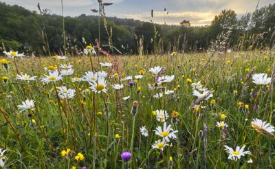 Canvas Oude wilde bloem hooi weide in de zomer, Sussex High Weald