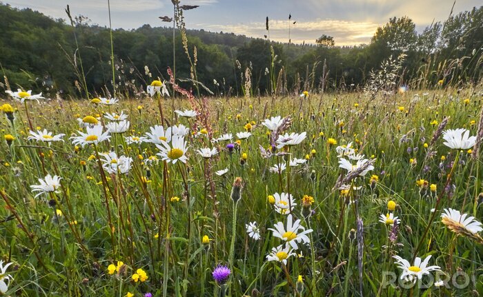 Canvas Oude wilde bloem hooi weide in de zomer, Sussex High Weald