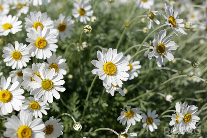 Canvas Oxeye daisies