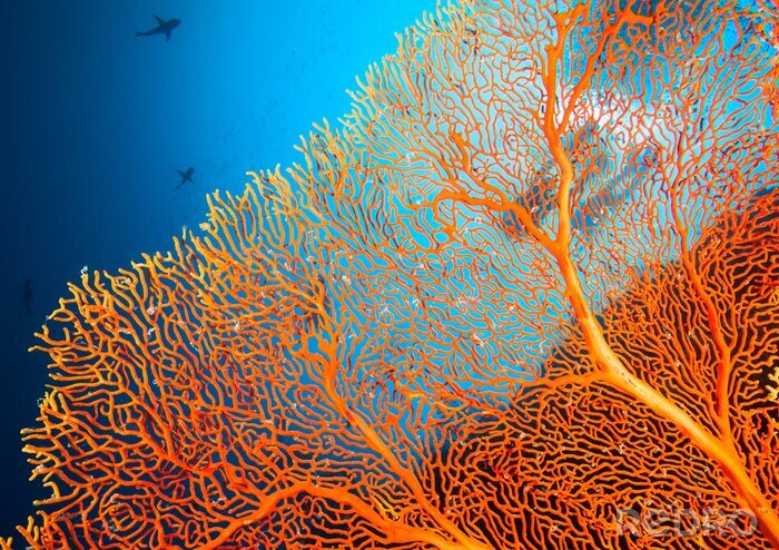 Canvas Paar van duikers op koraalrif