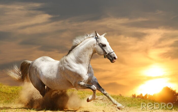 Canvas Paard en ondergaande zon