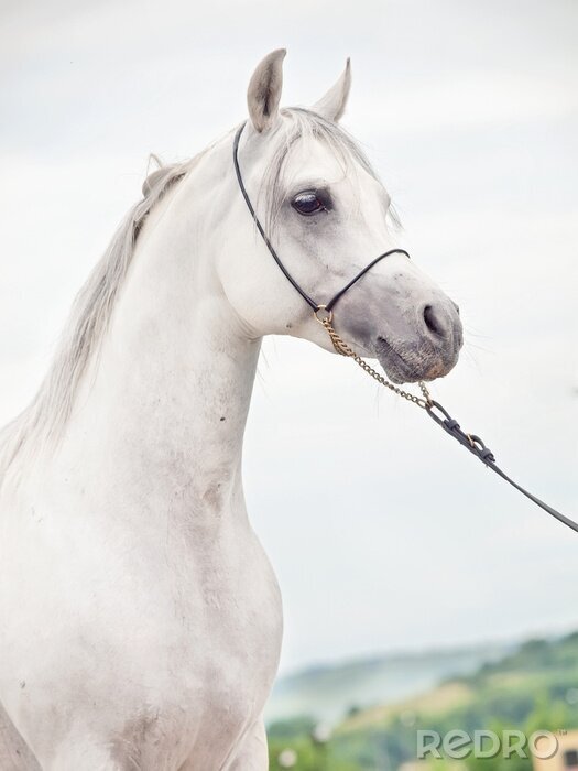 Canvas Paard geleid met teugels