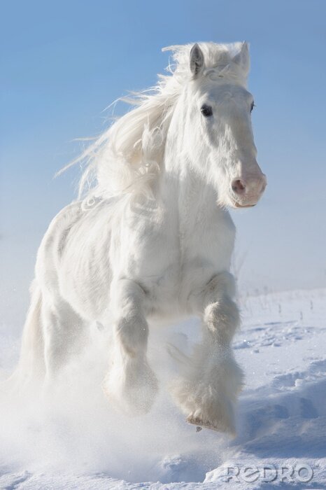 Canvas Paard in de sneeuw